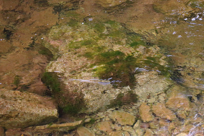 Hygroamblystegium noterophilum